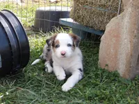 Jingle, a female Australian Shepherd for sale in Warrensburg, MO – 4 of 6