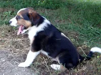 Jefferson, a male Australian Shepherd for sale in Warrensburg, MO – 6 of 8