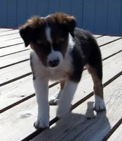 Jefferson, a male Australian Shepherd for sale in Warrensburg, MO – 2 of 8