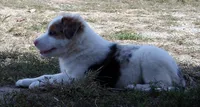 Jem, a female Australian Shepherd for sale in Warrensburg, MO – 5 of 10