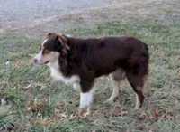Jingle, a female Australian Shepherd for sale in Warrensburg, MO – 5 of 6