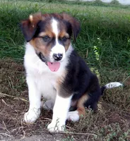 Jefferson, a male Australian Shepherd for sale in Warrensburg, MO – 4 of 8