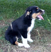 Judy, a female Australian Shepherd for sale in Warrensburg, MO – 3 of 6