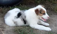Jem, a female Australian Shepherd for sale in Warrensburg, MO – 7 of 10