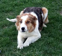 Jingle, a female Australian Shepherd for sale in Warrensburg, MO – 6 of 6