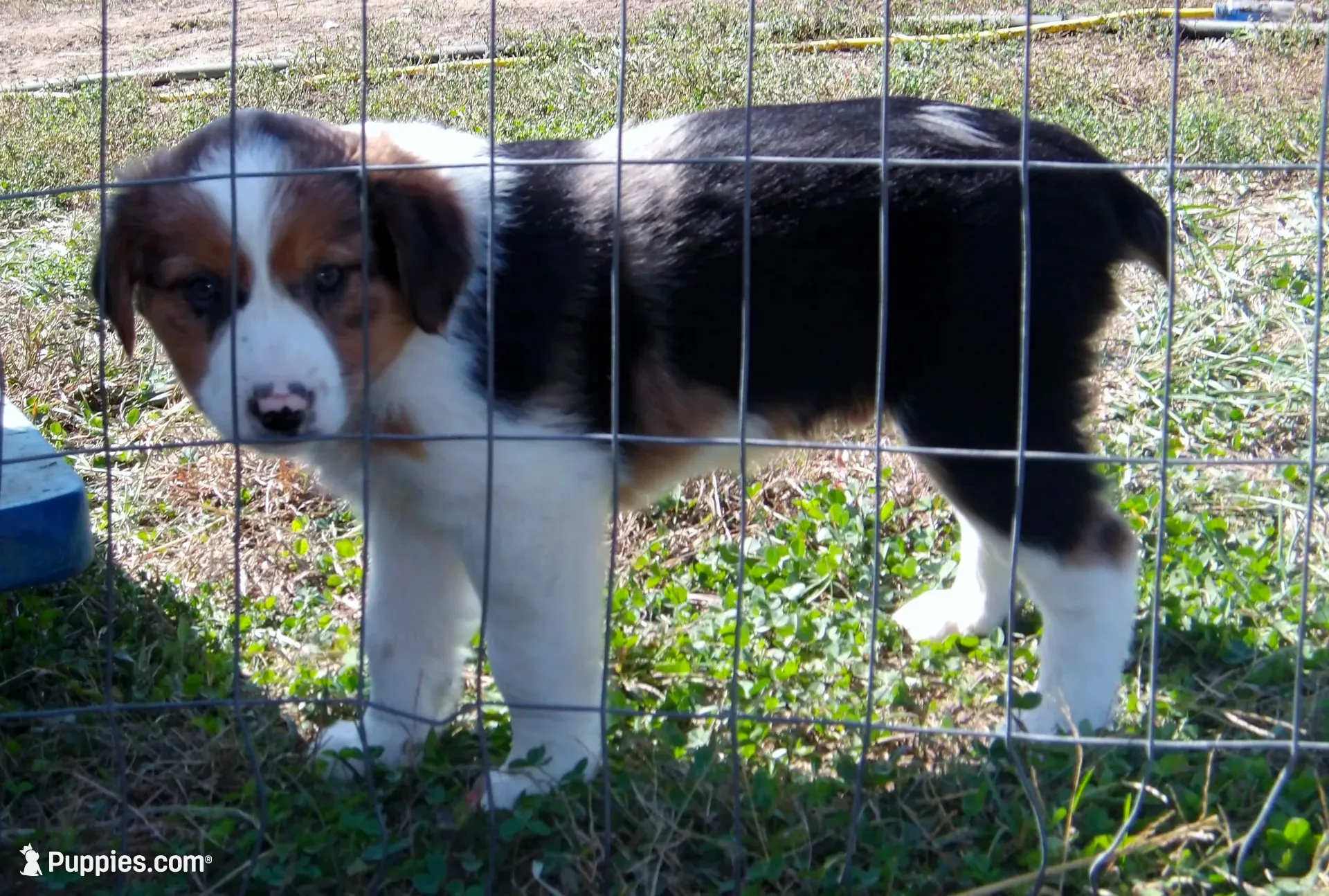 Jack, a male Australian Shepherd for sale in Warrensburg, MO – 2 of 6