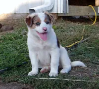 Jem, a female Australian Shepherd for sale in Warrensburg, MO – 1 of 10