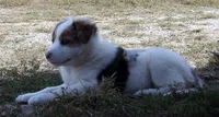 Jem, a female Australian Shepherd for sale in Warrensburg, MO – 6 of 10