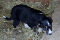 Judy, a female Australian Shepherd for sale in Warrensburg, MO – 4 of 6