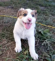 Jem, a female Australian Shepherd for sale in Warrensburg, MO – 2 of 10