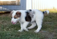 Jem, a female Australian Shepherd for sale in Warrensburg, MO – 4 of 10