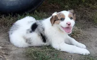 Jem, a female Australian Shepherd for sale in Warrensburg, MO – 8 of 10