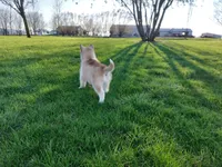 Jasper, a male Siberian Husky for sale in Spencerville, IN – Photo 2 of 6