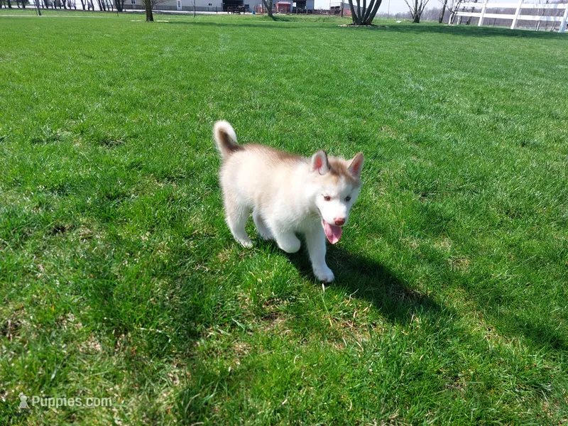 Jasper – Siberian Husky puppy for sale in Spencerville, IN