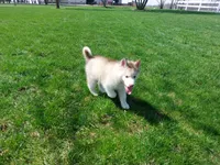 Jasper, a male Siberian Husky for sale in Spencerville, IN – Photo 1 of 7