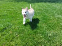 Jasper, a male Siberian Husky for sale in Spencerville, IN – Photo 5 of 7