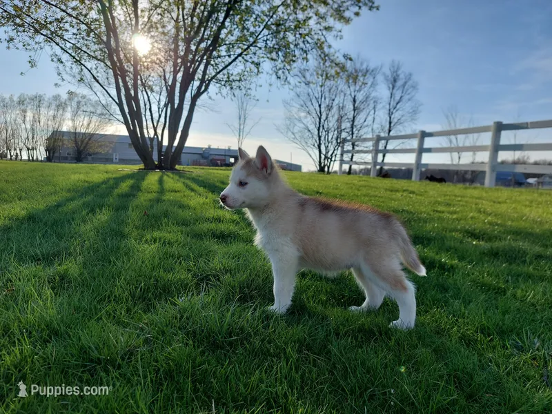 Jasper – Siberian Husky puppy for sale in Spencerville, IN