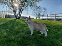 Jasper, a male Siberian Husky for sale in Spencerville, IN – Photo 1 of 6