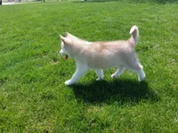 Jasper, a male Siberian Husky for sale in Spencerville, IN – Photo 4 of 7