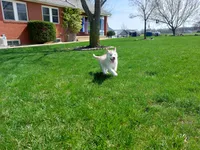 Jasper, a male Siberian Husky for sale in Spencerville, IN – Photo 2 of 7