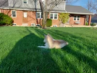 Jasper, a male Siberian Husky for sale in Spencerville, IN – Photo 3 of 6