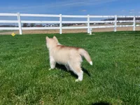 Jasper, a male Siberian Husky for sale in Spencerville, IN – Photo 3 of 7