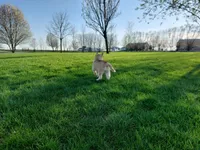 Jasper, a male Siberian Husky for sale in Spencerville, IN – Photo 4 of 6