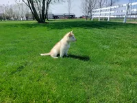 Jasper, a male Siberian Husky for sale in Spencerville, IN – Photo 6 of 7