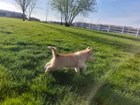 Jasper, a male Siberian Husky for sale in Spencerville, IN – Photo 6 of 6