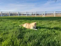 Jasper, a male Siberian Husky for sale in Spencerville, IN – Photo 5 of 6