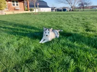 Milo, a male Siberian Husky for sale in Spencerville, IN – Photo 4 of 6