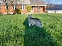 Milo, a male Siberian Husky for sale in Spencerville, IN – Photo 5 of 6
