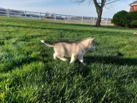Milo, a male Siberian Husky for sale in Spencerville, IN – Photo 3 of 6