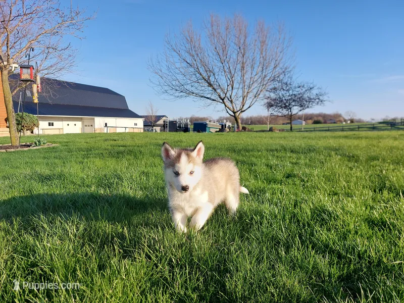 Milo – Siberian Husky puppy for sale in Spencerville, IN