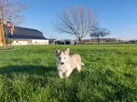 Milo, a male Siberian Husky for sale in Spencerville, IN – Photo 1 of 6