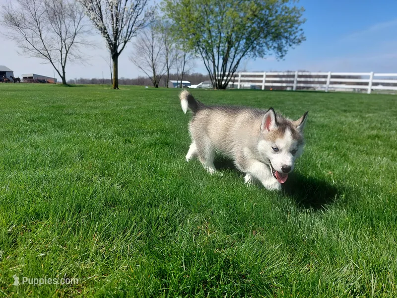 Milo – Siberian Husky puppy for sale in Spencerville, IN