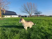 Milo, a male Siberian Husky for sale in Spencerville, IN – Photo 6 of 6