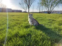 Milo, a male Siberian Husky for sale in Spencerville, IN – Photo 2 of 6