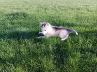 Ace, a male Siberian Husky for sale in Spencerville, IN – Photo 4 of 5