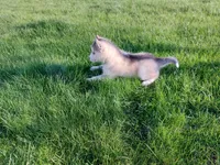 Ace, a male Siberian Husky for sale in Spencerville, IN – Photo 3 of 5