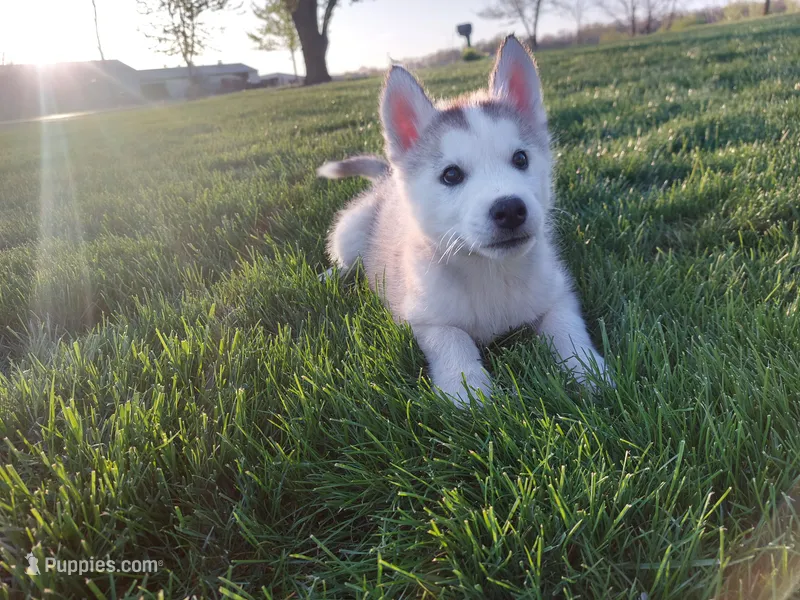 Max – Siberian Husky puppy for sale in Spencerville, IN