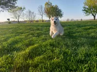 Max, a male Siberian Husky for sale in Spencerville, IN – Photo 3 of 7