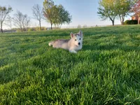 Max, a male Siberian Husky for sale in Spencerville, IN – Photo 2 of 7