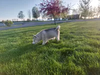 Max, a male Siberian Husky for sale in Spencerville, IN – Photo 4 of 7