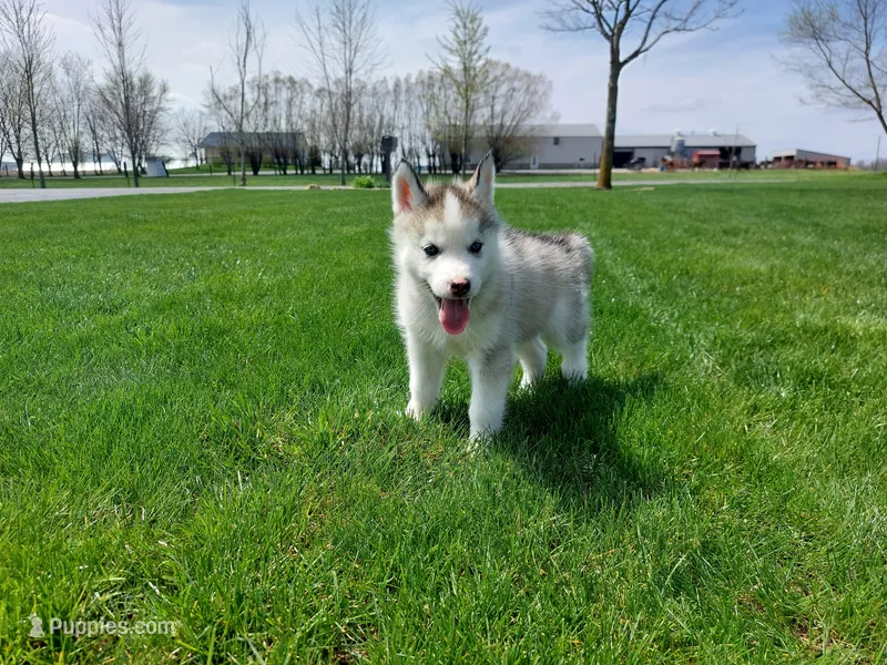 Ace – Siberian Husky puppy for sale in Spencerville, IN