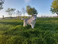 Max, a male Siberian Husky for sale in Spencerville, IN – Photo 5 of 7