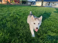 Max, a male Siberian Husky for sale in Spencerville, IN – Photo 6 of 7
