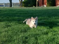 Max, a male Siberian Husky for sale in Spencerville, IN – Photo 7 of 7