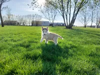 Ace, a male Siberian Husky for sale in Spencerville, IN – Photo 2 of 5