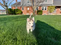 Ace, a male Siberian Husky for sale in Spencerville, IN – Photo 5 of 5